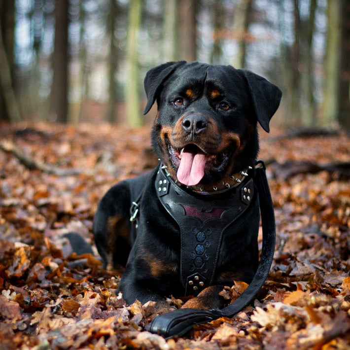 'BATMAN'' Dogs and pets  HARNESS