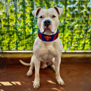 Superdog Collar 