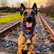 Superdog Collar 