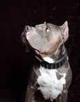 Load image into Gallery viewer, 'Black Giant'' collar
