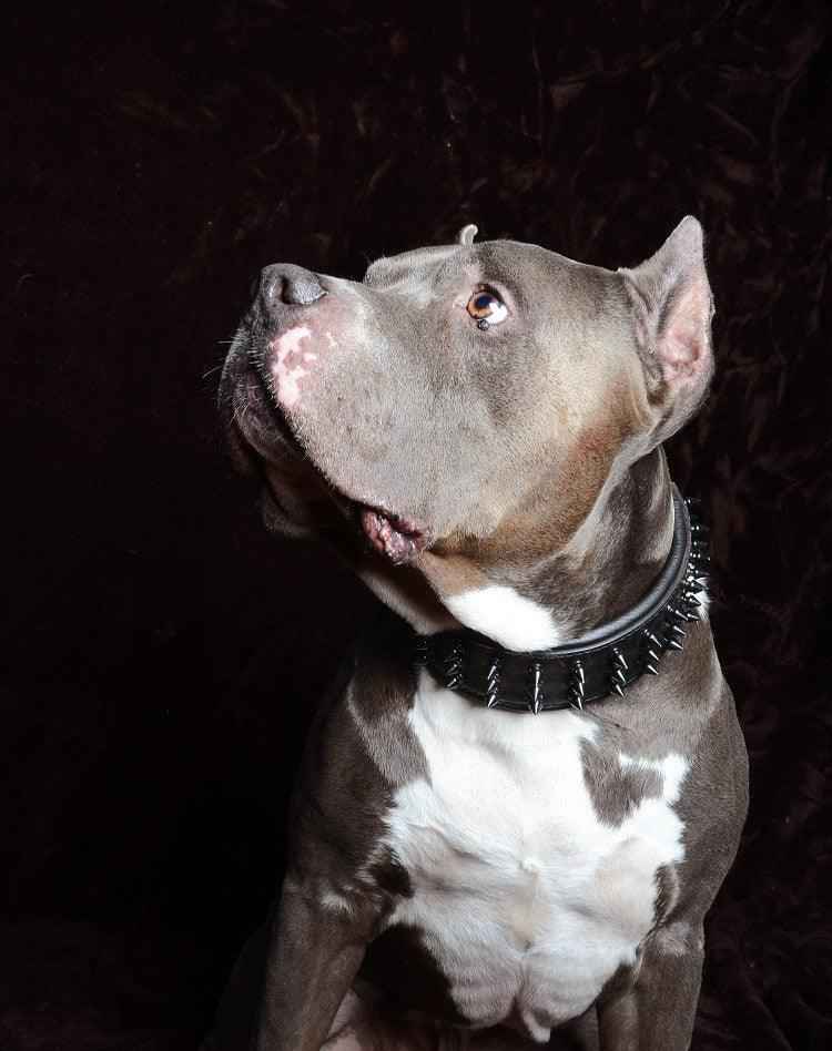 'Black Giant'' collar