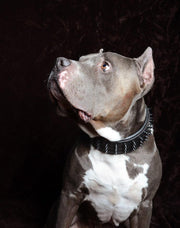 'Black Giant'' collar