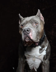 'Black Giant'' collar