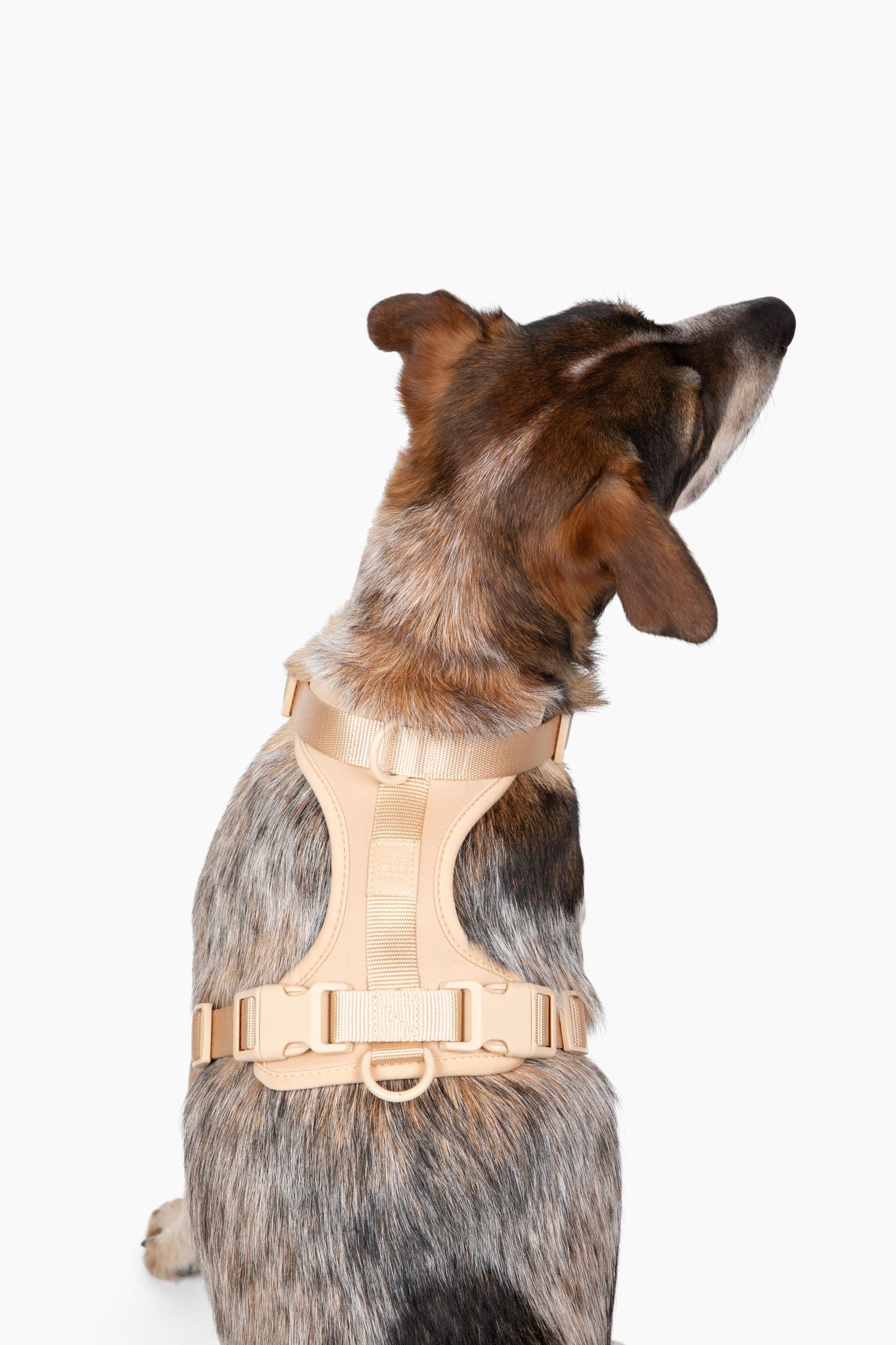 Harness - Southlake Paws