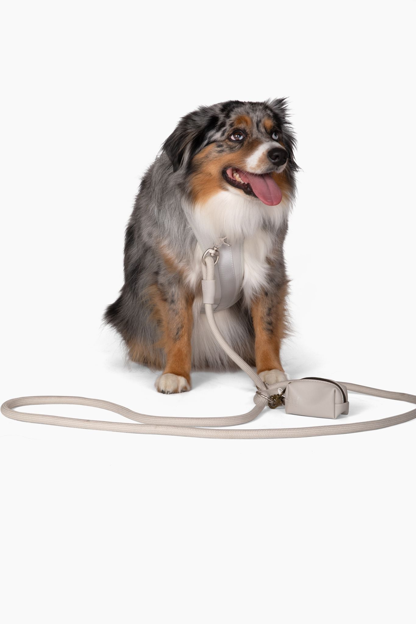 Harness - Southlake Paws