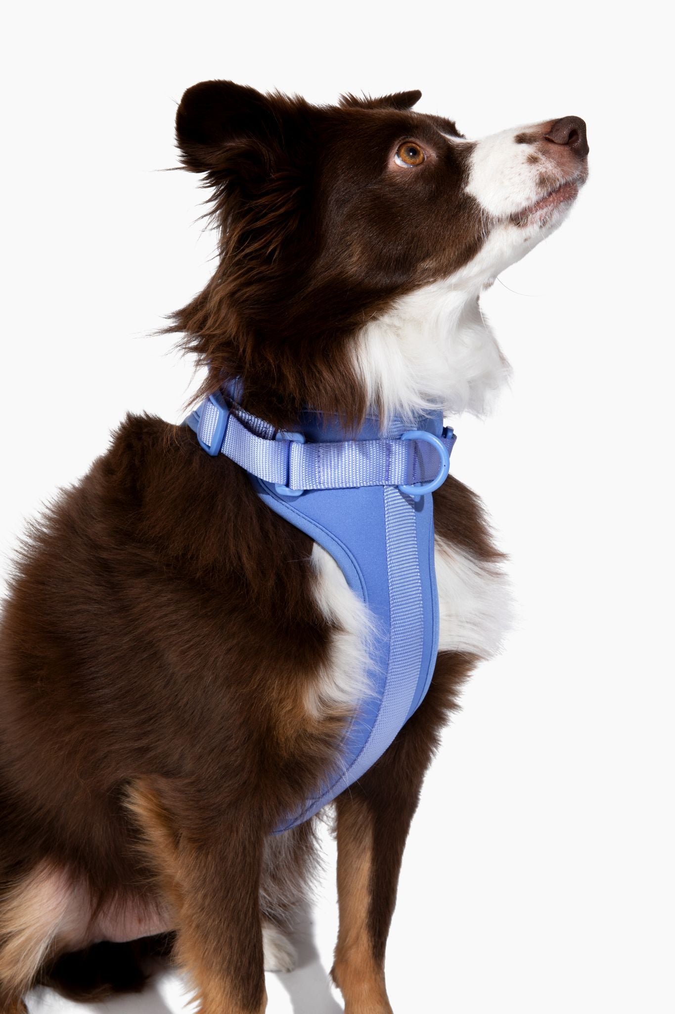 Harness - Southlake Paws