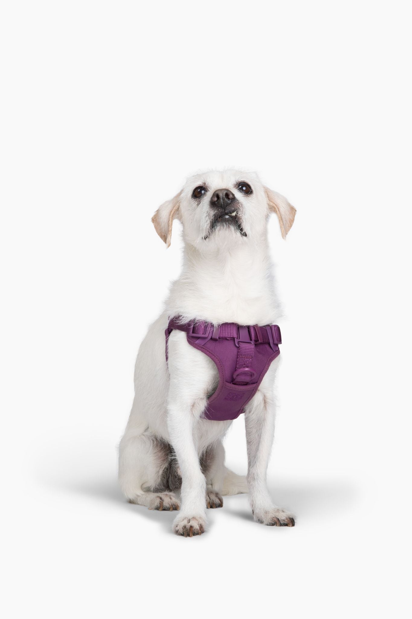 Step In Dog Harness - Southlake Paws