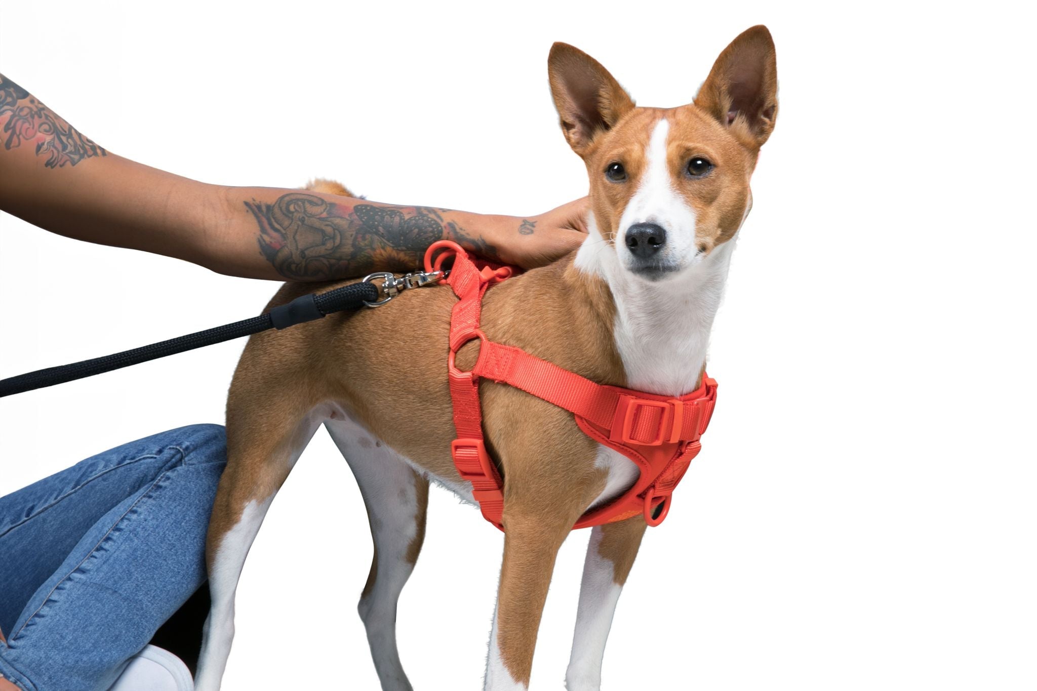 Step In Dog Harness - Southlake Paws