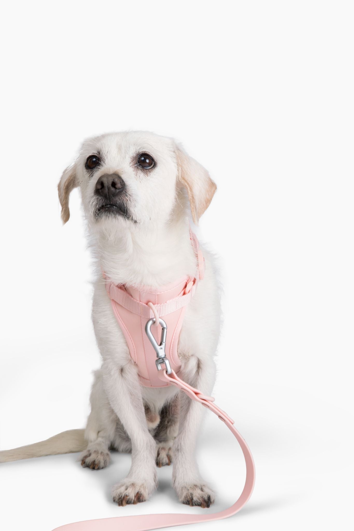 Harness - Southlake Paws
