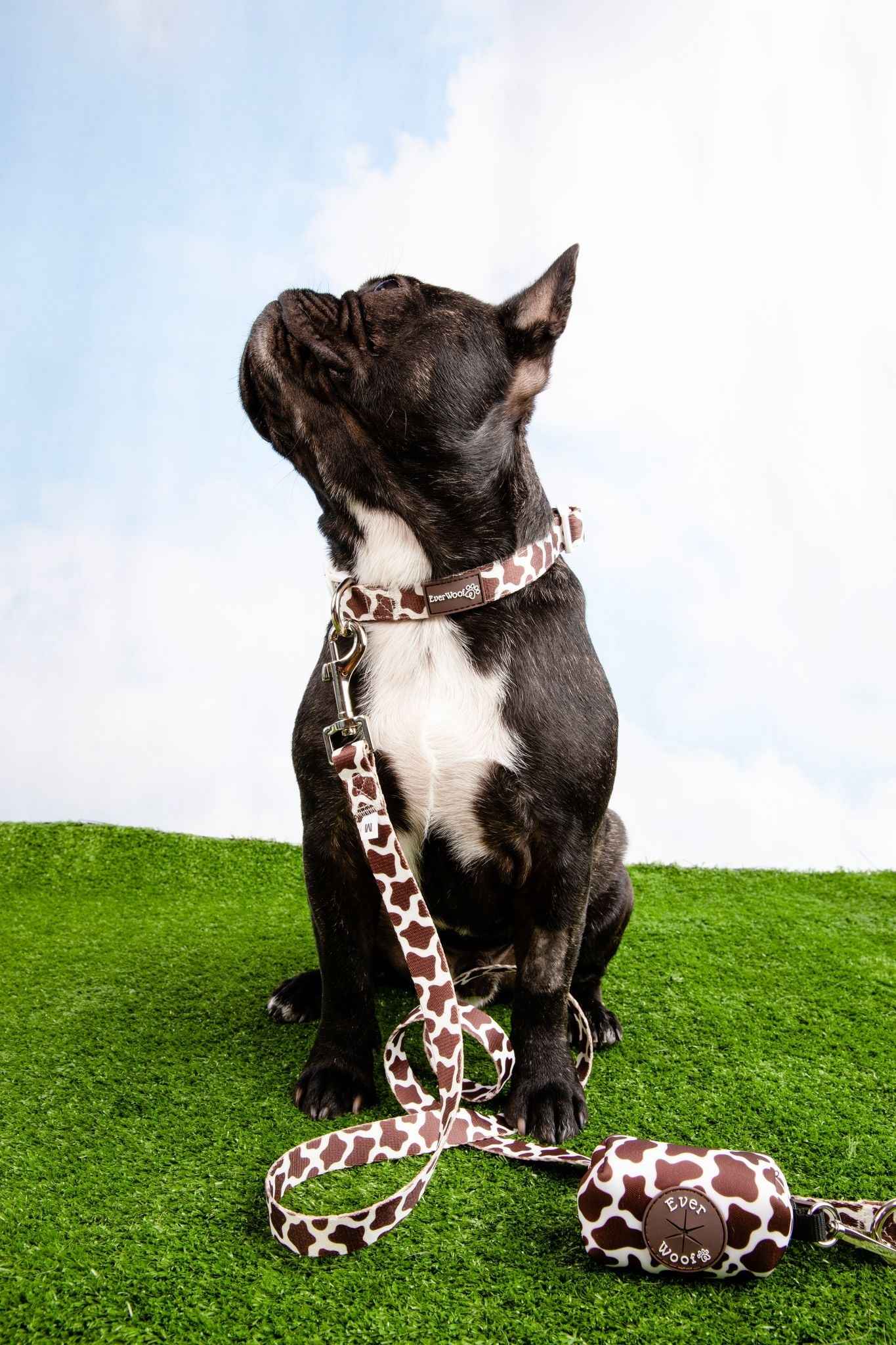 Chocolate Cow Leash
