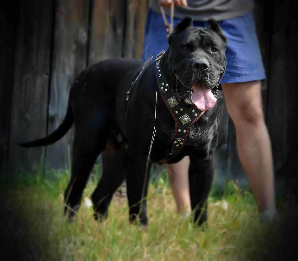 The "Eros" harness black & red