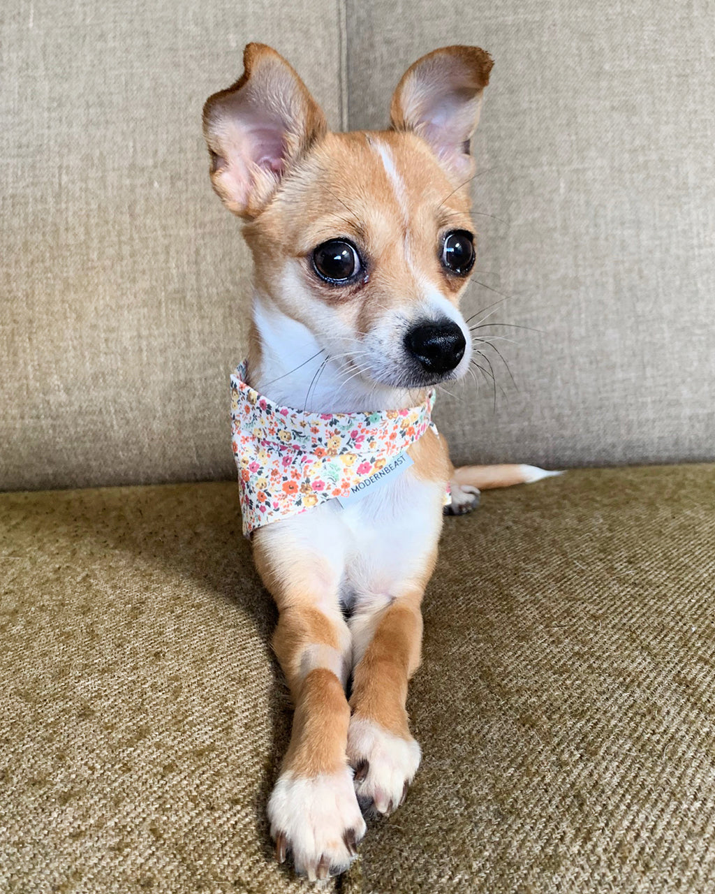 FLORAL BANDANA - Southlake Paws