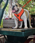 Load image into Gallery viewer, Over-the-Head Dog Harnesses - Max Comfort - 18 Colors & Patterns / Orange

