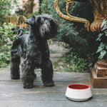 White and red ceramic dog bowl