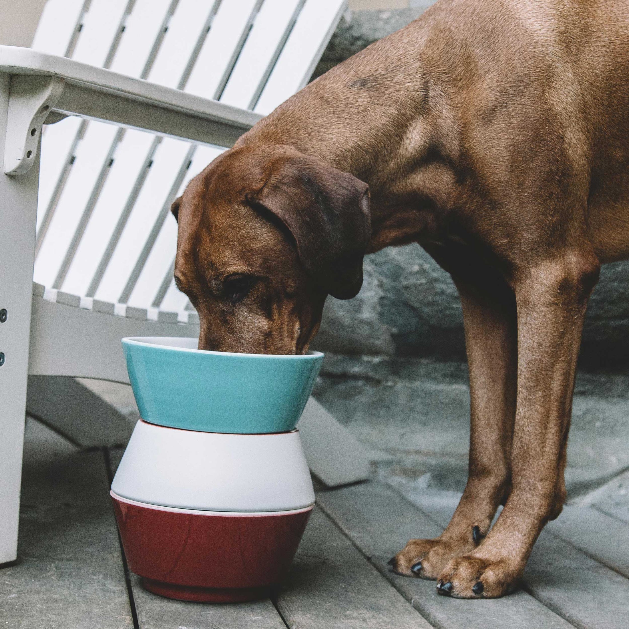 Blue and white ceramic dog bowl