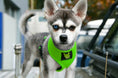 Load image into Gallery viewer, EcoBark Lime Green Dog Harness - Over-the-Head Soft Mesh Dog Vest Halter for Small to Medium Dogs and Puppies
