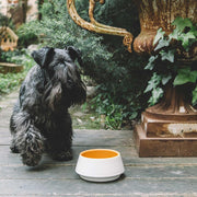 White and yellow ceramic dog bowl