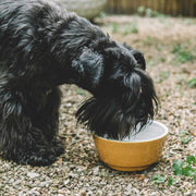 Yellow and white ceramic dog bowl