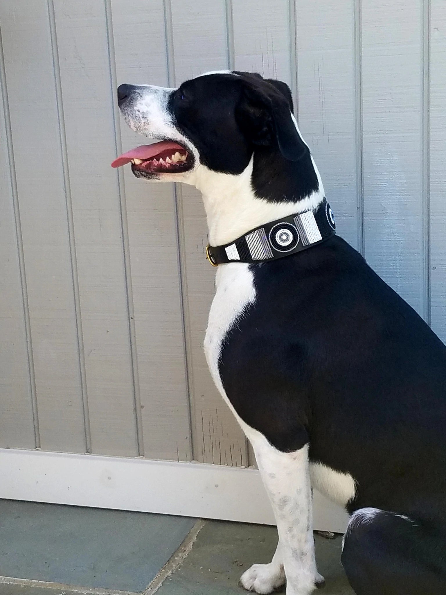 TKC Shades of Grey Beaded Dog Collar