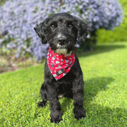 Hairy Pawter Bandana 