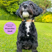 Club Pupicana Dog Collar & Free Bow Tie 