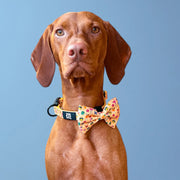 Club Pupicana Dog Collar & Free Bow Tie