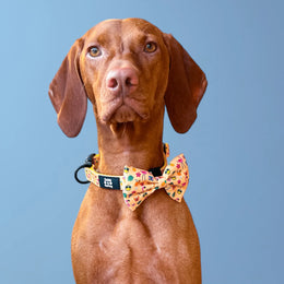 Club Pupicana Dog Collar & Free Bow Tie