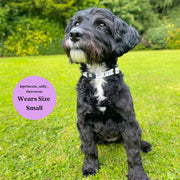 Sweet as Can Bee Collar & Free Bow Tie 