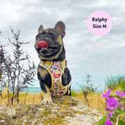 Hot Dawg - Adventure No Pull Harness 