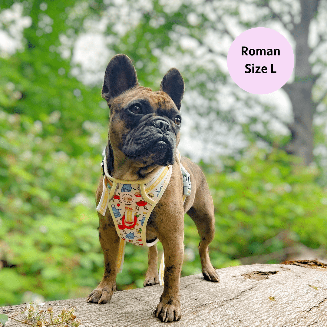 Hot Dawg - Adventure No Pull Harness 