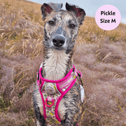 Pink Lemonade - Adventure No Pull Harness 