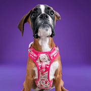 Shake it Off (Poochie's Version) - Adventure No Pull Harness 