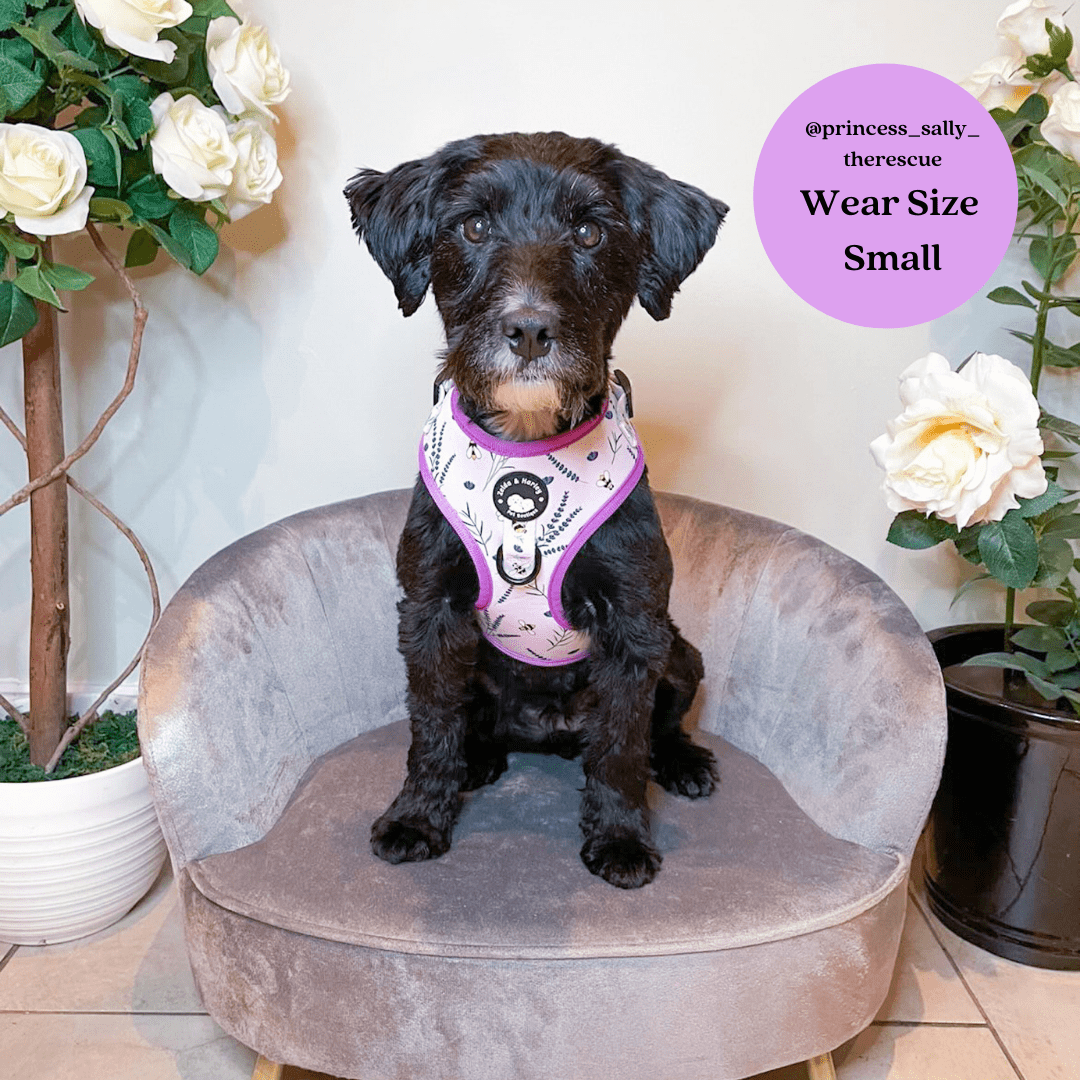 Sweet as Can Bee - No Pull Adjustable Dog Harness 