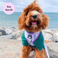 Load image into Gallery viewer, Sweet as Can Bee - No Pull Adjustable Dog Harness 
