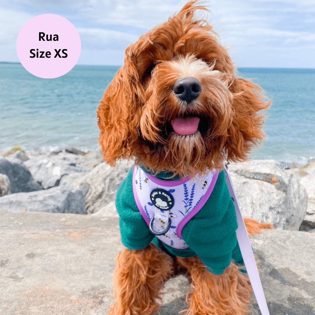 Sweet as Can Bee - No Pull Adjustable Dog Harness 