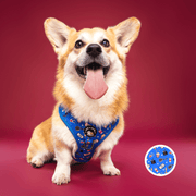 Howl-lywood - No Pull Adjustable Dog Harness 