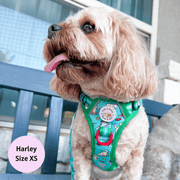 Zoomies 2.0 - Adventure No Pull Harness 