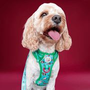 Zoomies 2.0 - Adventure No Pull Harness 